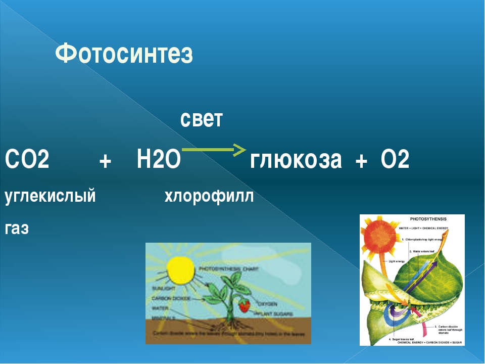 Углекислый газ 3 класс. Co2+h20 фотосинтез. Фотосинтез Глюкоза. Основное уравнение фотосинтеза. Общая реакция фотосинтеза.