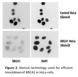 SilenciX Hella Cells